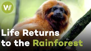 Brazil's Lost Rainforest: The Fight to Bring Back a Vanished Wilderness | Metamorphoses (1/5)