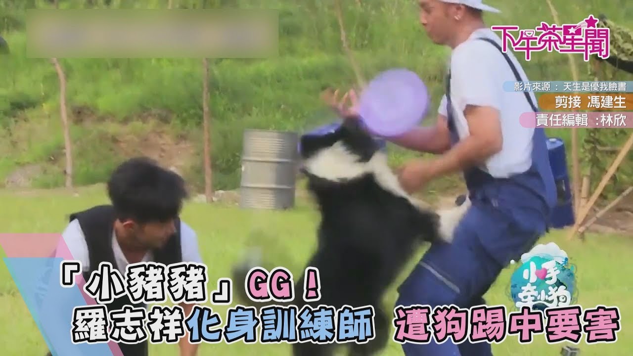 「小豬豬」GG了! 羅志祥化身訓練師 遭狗踢中要害