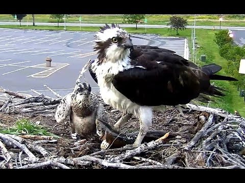 Iris brings a fish big enough for all day! Hellgate Ospreys. 06.17 / 02 July 2018