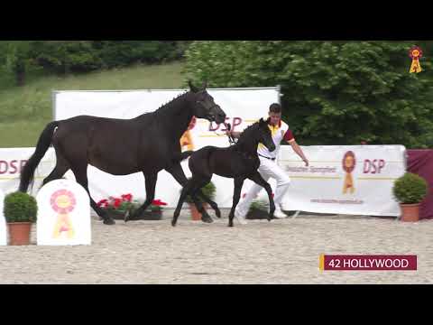 42 HOLLYWOOD - SF v. Hickstead White - Lifestyle - Riedlinger Fohlenauktion 2020