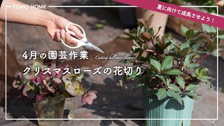 [Do it now] Build up your stamina to get through the summer! How to grow Christmas roses in April...