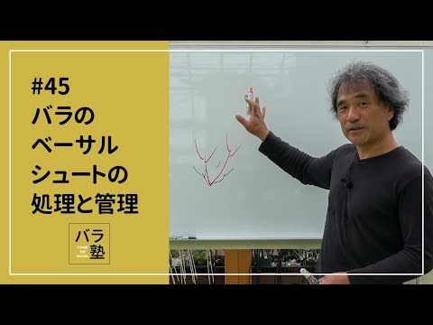 イバラを破壊するにはどうすればよいですか？イバラに対して塩をかけるのは「はい」ですか、「いいえ」ですか？永続的な結果を得るには何に賭けるべきでしょうか?  庭園