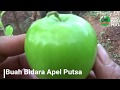 Konsep REKAYASA TANAMAN Grafting Bidara Arab dan Apel Putsa Dalam satu Pohon in , paling update!