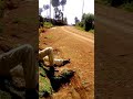 Nyanchonori