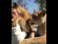 Lions hugging a woman