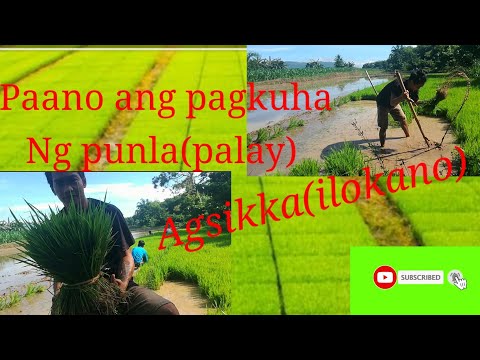 #Buhay probinsya#Paano ang pagkuha  nang punla ng  palay?.# Agsikka tayo  kakabsat#