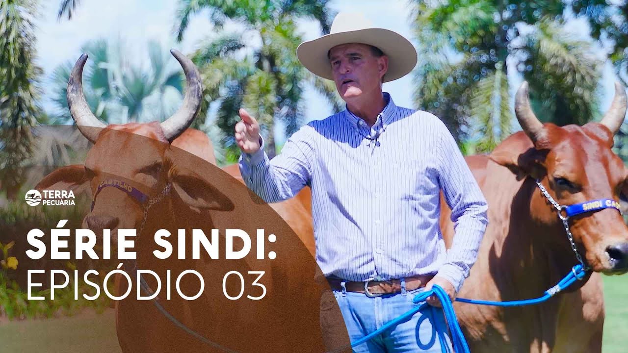 TERRA PECUÁRIA -  SÉRIE SINDI: UMA RAÇA INÚMERAS APTIDÕES (EPISÓDIO 03)