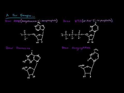Naming Nucleotides and Nucleosides