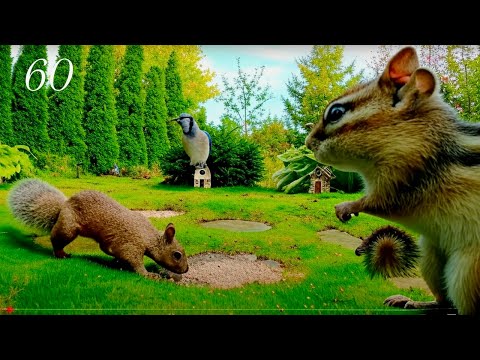 Cat TV: Chipmunks, Birds and Squirrels in a Beautiful Garden 4K. Episode 60