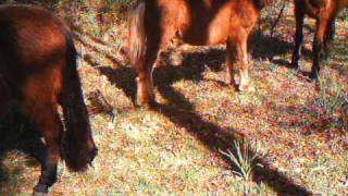 preview picture of video 'Wild Horses at Corne de Bico ( Northern Portugal)'