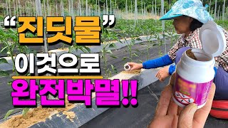 텃밭 진딧물 완전 정복, 숨겨둔 비법 공개 이렇게 해보세요 - 응애 깍지벌레 해충 개미퇴치