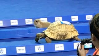 animales  concurso tortuga vs conejo