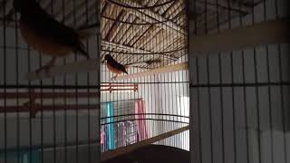 Download lagu story 30 detik murai batu | hobi manuk mp3