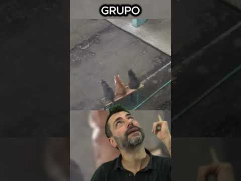 GATOS JUZGANDO A LA GENTE Y UN PERRO SE UNE… ESTO PASÓ