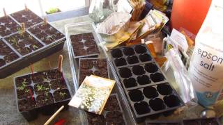 Garden Flowers: How to Seed Start German Chamomile Indoors: An Herb Too! - MFG 2014