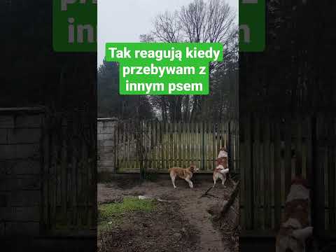 Psia zazdrość #zazdrość #shorts #pieseł #szczekanie #wiejskieżycie #wies