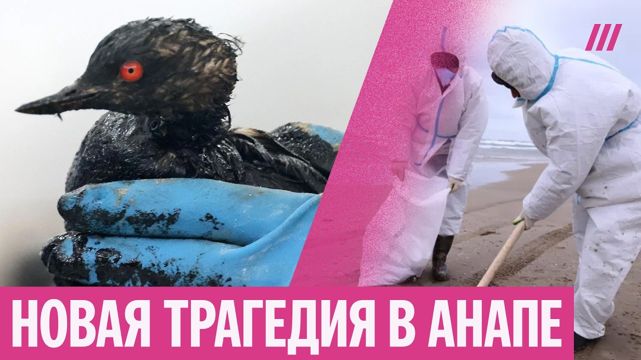 Пляж в мертвых птицах. Что происходит в Анапе после нового нефтяного разлива