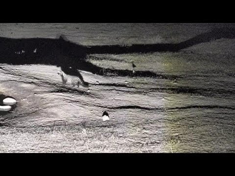 Djuma: African Civet returns - 20:45 - 10/11/18