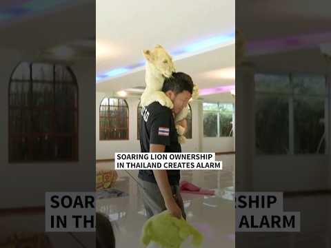 Video Thumbnail: Alarm as lion ownership soars in Thailand | AFP #shorts