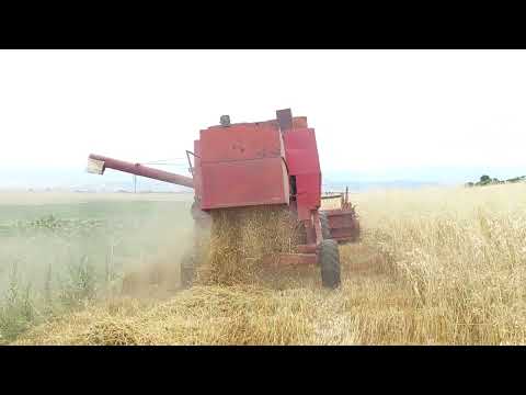 ZMAJ 170 ZETVA PSENICE 2024 IGOR PAVLOSKI