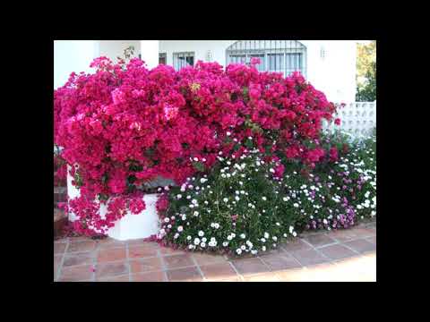 The Flowers of Andalucia Medium 1