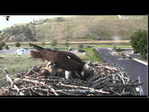 HELLGATE OSPREY CAM IRIS FEEDING ON 7/13/2014