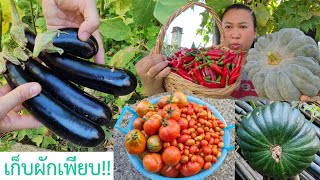 Picking beautiful vegetables from the garden is so refreshing. Ep103/2025