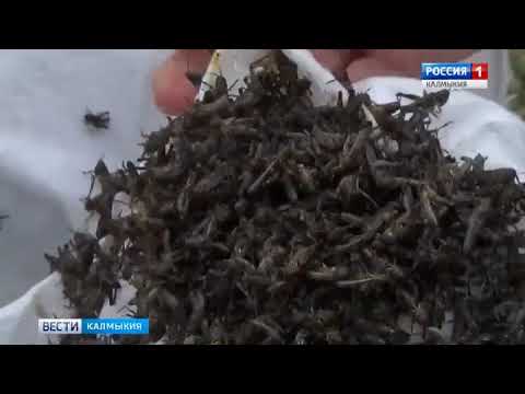 Последствия нашествия саранчи