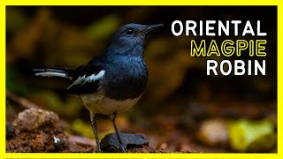 Download lagu Oriental Magpie Robin: Burung Penyanyi Asia yang Cantik dan Mempesona mp3 Download lagu Oriental Magpie Robin: Burung Penyanyi Asia yang Cantik dan Mempesona mp3