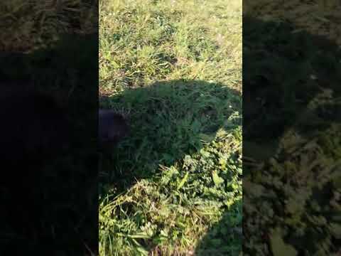 V Neštychu sudy válej...