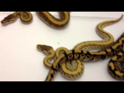 Kalahari Ball after his first shed