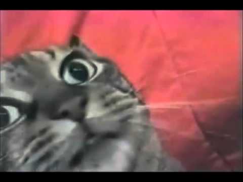 Funny cat videos - Tickling my cats butt