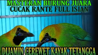 Download lagu Masteran Cucak Rante || Full isian || Dijamin Gacor #masterancucakrante #kicaumania #kicau mp3