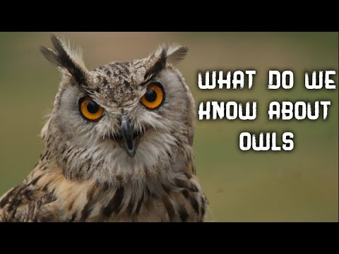 All About Owls: Backyard Bird, Amazing Animals, True Facts About The Owl- FreeSchool