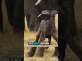 Baby Elephant Walks Hours After Birth?! 😱🐘#Shorts #ElephantFacts #BabyAnimals #facts  #AnimalScience