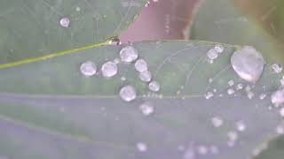 【著作権フリー音楽】Dancing in the Rain【配信 作業用 勉強用】
