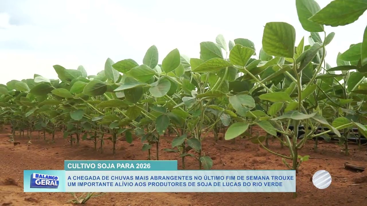 Chuvas favorecem a soja em Lucas do Rio Verde, mas clima úmido alerta para doenças