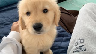 When I wake up, life with a Golden Retriever puppy is great