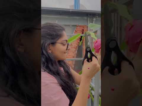 From Red , Our Garden is now Pink 😋 #DragonFruit ✨