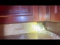 Rats Hiding in a Hole in the Kitchen in Piscataway, NJ