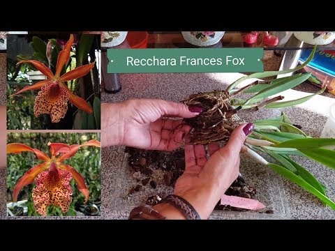 Recchara Frances Fox  Пересадка и деление куста