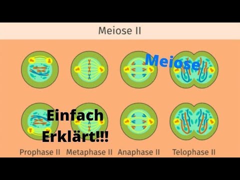 Meiose einfach erklärt!!! (+Mitose)