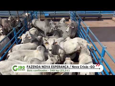 BOIADA SUPERA 23 ARROBAS APÓS 118 DIAS DE COCHO EM FAZENDA DE GOIÁS