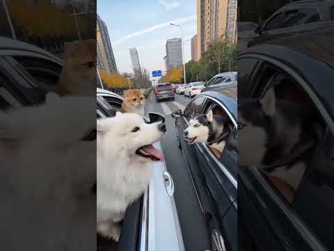 狗狗骂街二百五！团团：出门在外要有素质～哈哈哈…… 两个智商加起来等于500的狗狗！#萌宠  #萌宠出道计划 #动物的迷惑行为 #萌宠日常记录 #萌宠成精了