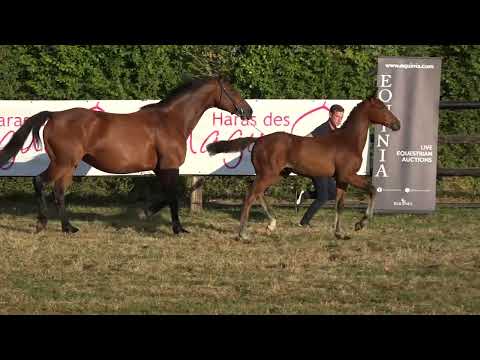 MITSOUKO DES FLAGUES