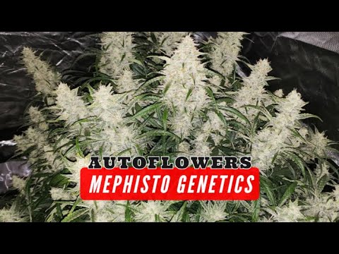 Mephisto Genetics video