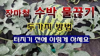 [텃밭농부 1,558]  장마철 수박밭에 물끊기. 터지기 전에 하세요! #수박재배