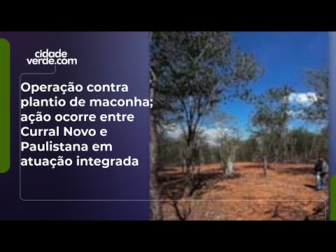 Operação contra plantio de maconha; ação ocorre entre Curral Novo e Paulistana em atuação integrada