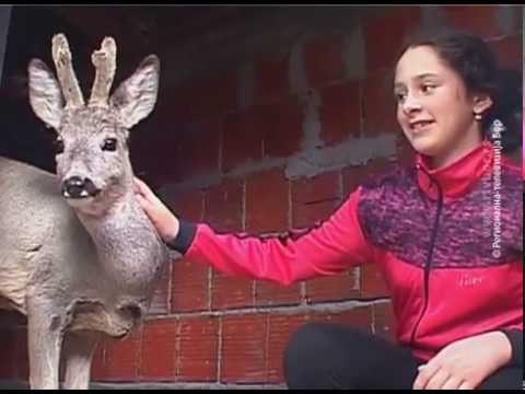 Srndać zalutao u školsko dvorište u Boljevcu, 31. mart 2017. (RTV Bor)