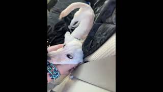 Video preview image #1 Chihuahua-Unknown Mix Puppy For Sale in Bellevue, WA, USA